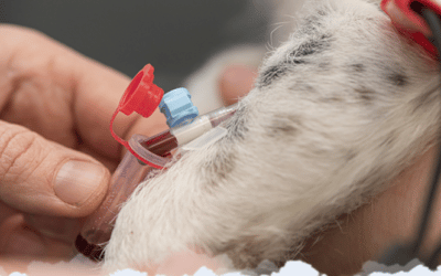 Sang Veterinaire Lesamisdesours