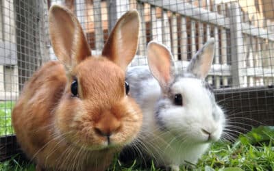 Lapin