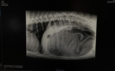 643973063 1427108902542930 5174528997062478118 N